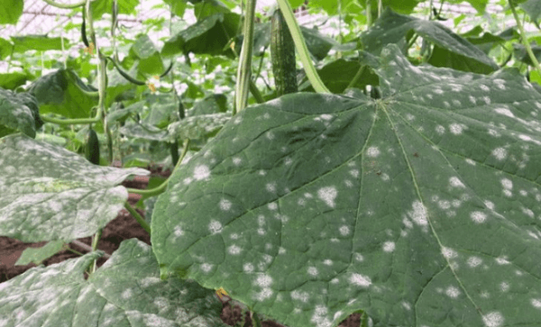 โรคราแป้ง