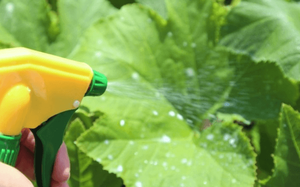 การดูแลแตงกวา