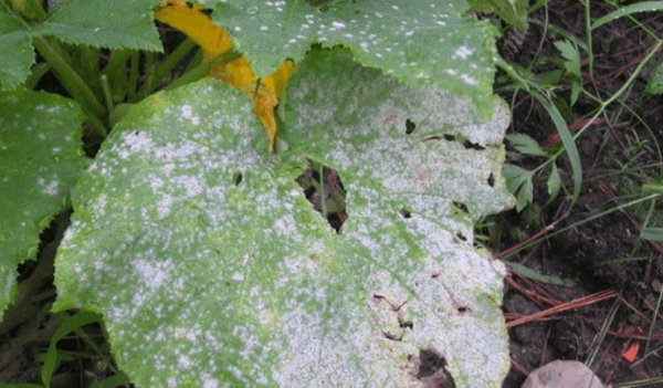 สาเหตุของเถ้า