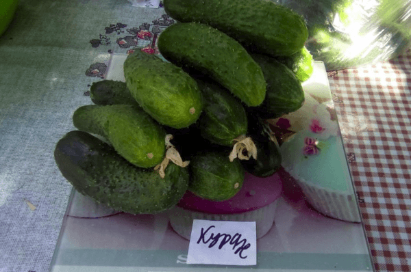 F1 ไฮบริด ความกล้าหาญ