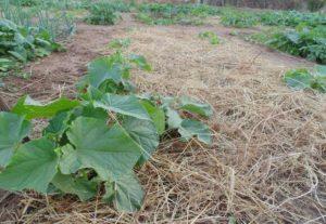 วิธีที่ดีที่สุดในการคลุมดินแตงกวาในเรือนกระจกและพื้นที่โล่งคืออะไร?