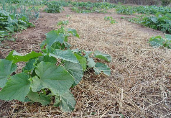 การปลูกแตงกวา