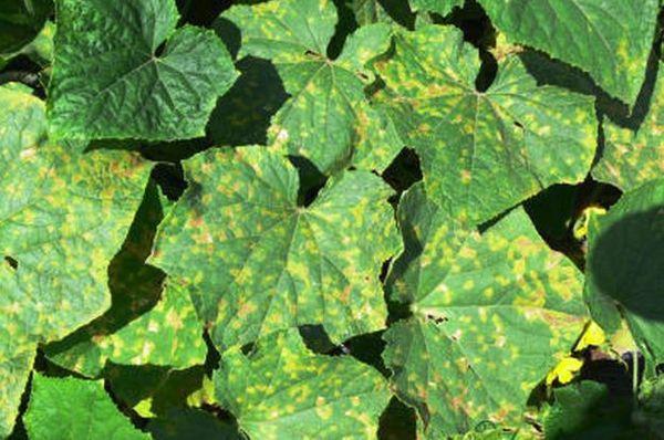 การขาดโบรอน