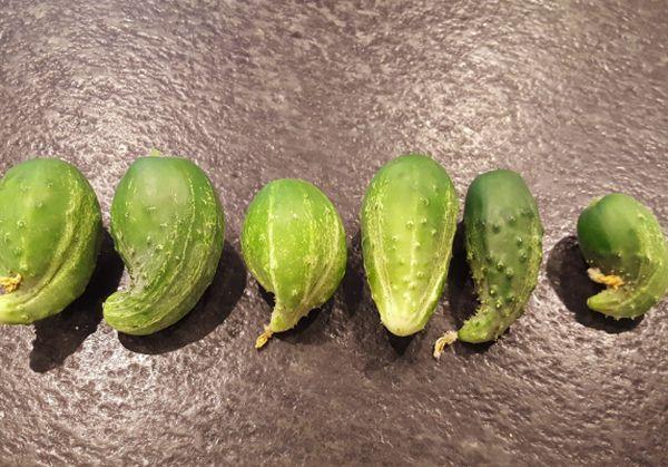 การขาดไนโตรเจน