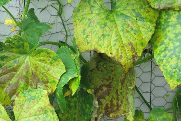 การขาดแมงกานีส