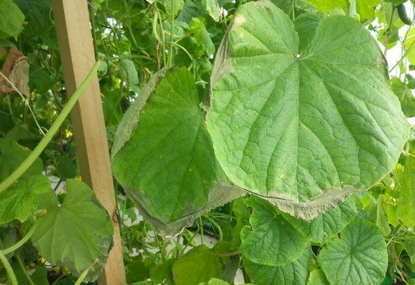 ภาวะขาดแคลเซียม