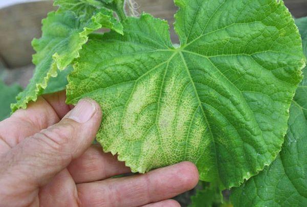 ภาวะขาดธาตุเหล็ก