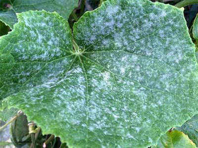 โรคราแป้ง