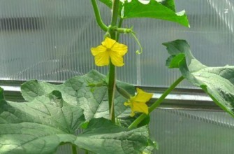 ดอกแตงกวา