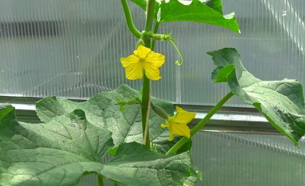 ดอกแตงกวา