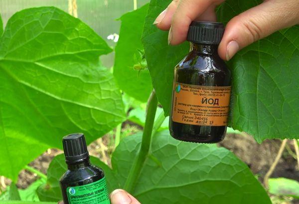 ไอโอดีนสำหรับแตงกวา