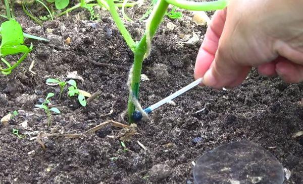 การแปรรูปแตงกวา