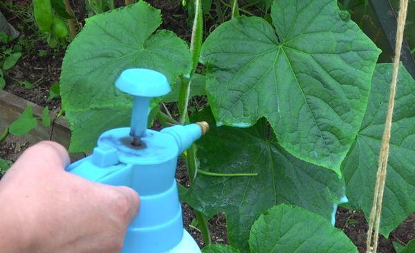 การพ่นยาแตงกวา