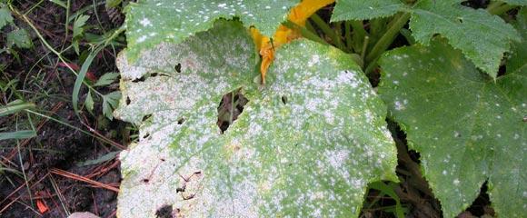 Nématode des racines