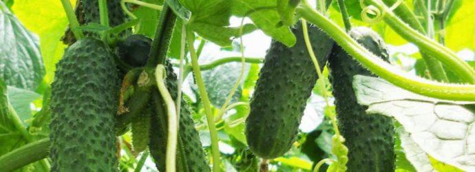 แตงกวาสด