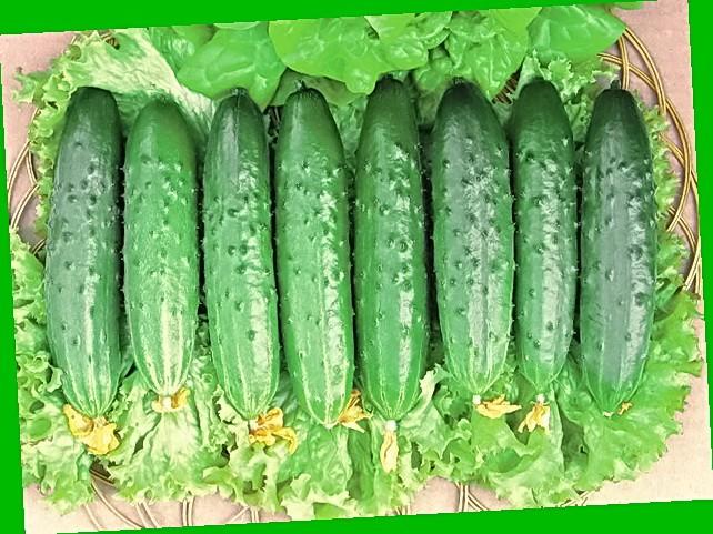 แตงกวาที่แข็งแรง