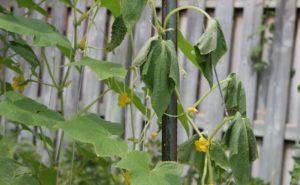 ทำไมใบแตงกวาจึงเหี่ยวในเรือนกระจก และสามารถทำอย่างไรได้?