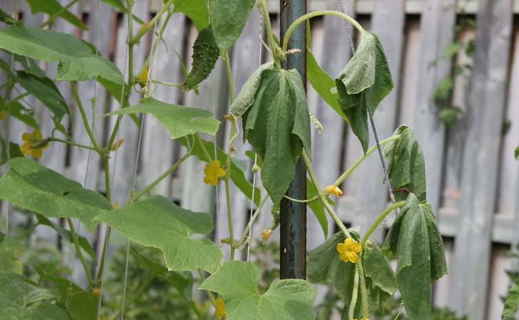les feuilles de concombre se fanent