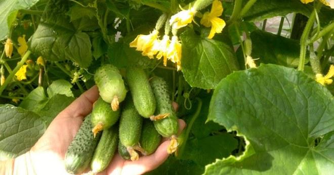 une poignée de concombres