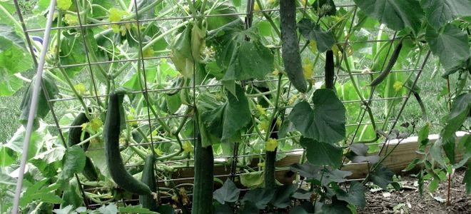 โครงตาข่ายแตงกวา