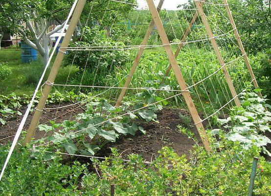 แตงกวาบนโครงตาข่าย