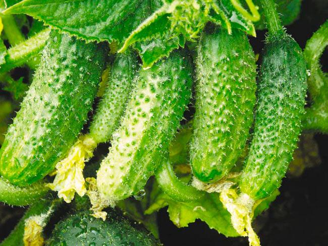 แตงกวาสด