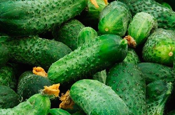 แตงกวาแสนอร่อย