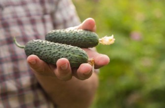 แตงกวาสองลูก