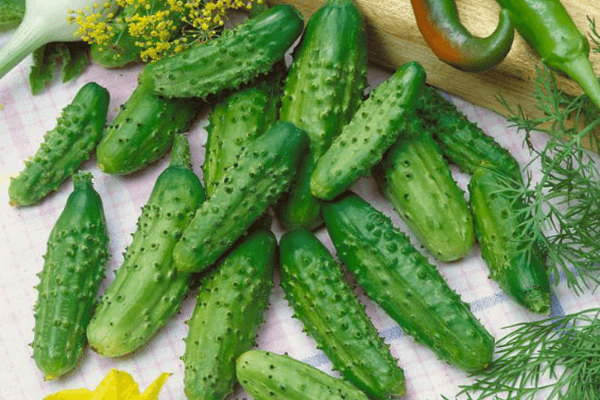 การเก็บเกี่ยวแตงกวา