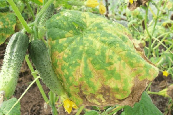 แตงกวาเหลือง