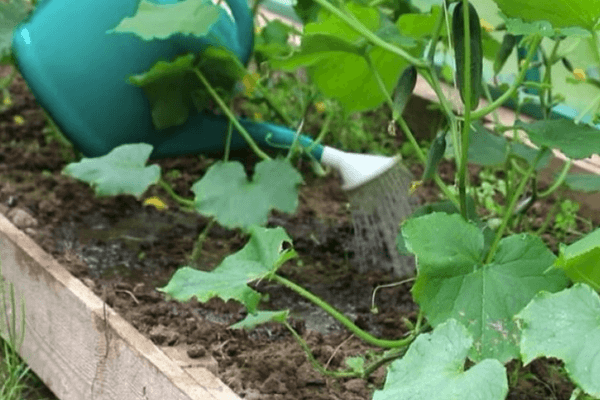 การรดน้ำแตงกวา