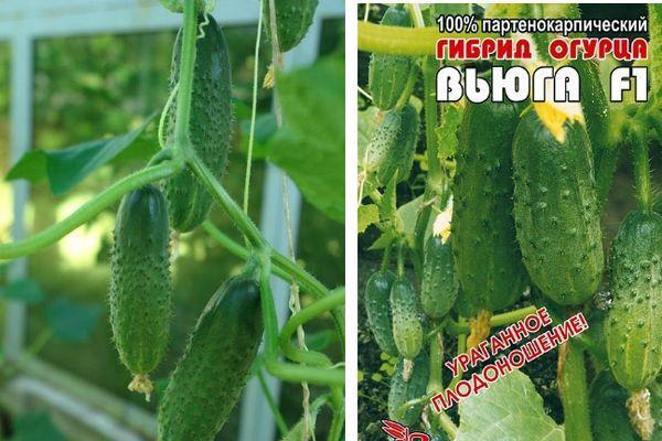 แตงกวา พายุหิมะ