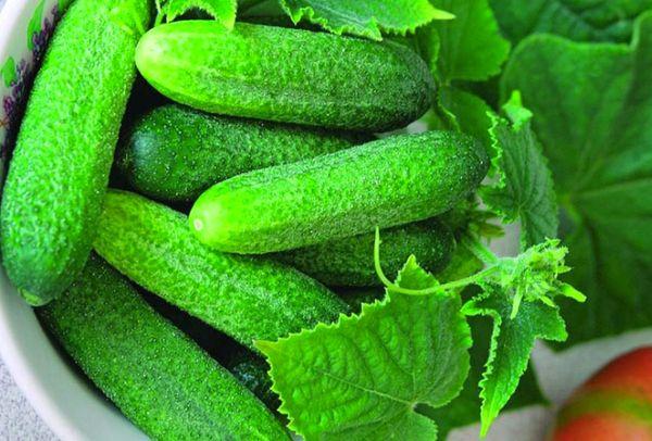 ลักษณะและคำอธิบายของแตงกวาพันธุ์คอนนี่ F1 การปลูกและการดูแล