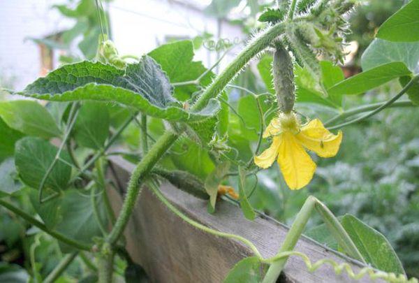 ดอกแตงกวา