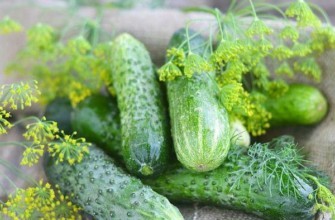 แตงกวาสุก