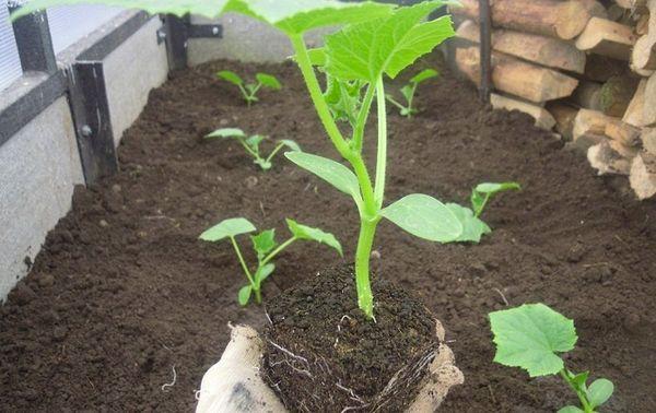 แตงกวาอ่อน