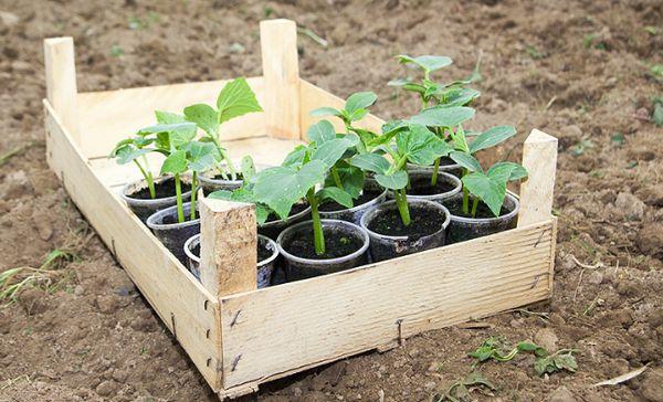 ต้นกล้าในกล่อง