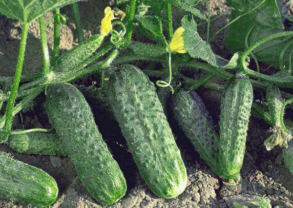 คอนนี่ กรีนส์