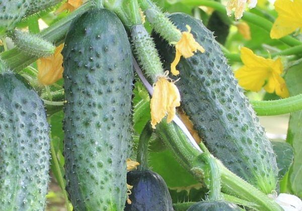 ผลแตงกวา