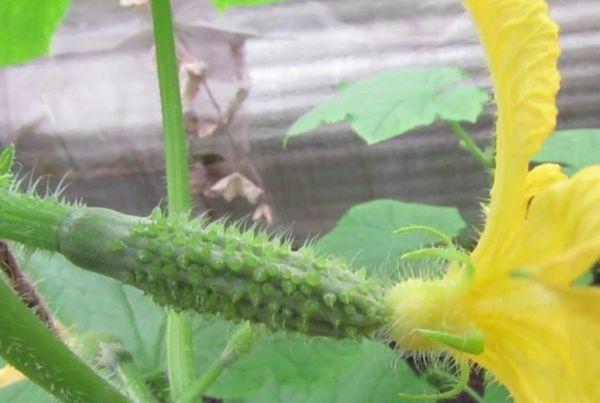 แตงกวาอ่อน