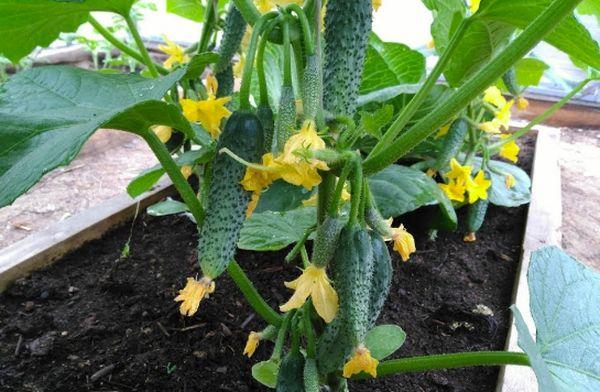 ไฮบริด F1 เคอเรจ