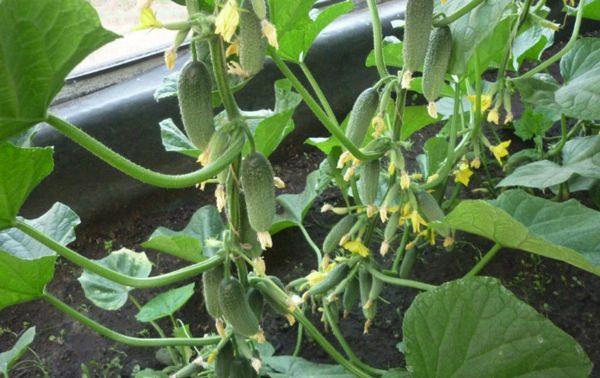 ความกล้าหาญ F1 ในเรือนกระจก