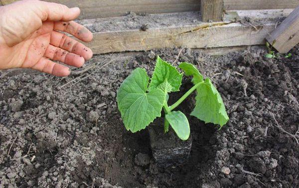 ต้นกล้าสำหรับปลูก