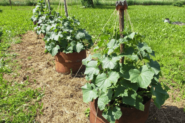 การปลูกแตงกวา