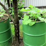 ถังแตงกวา