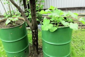 วิธีปลูก เจริญเติบโต และดูแลแตงกวาในถังทีละขั้นตอน