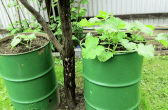 ถังแตงกวา