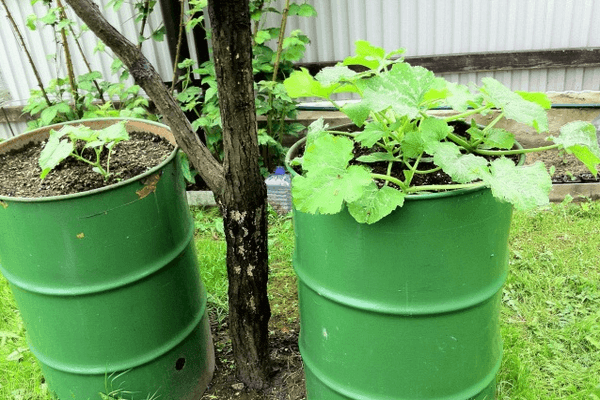 ถังแตงกวา