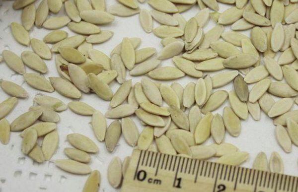 เมล็ดแตงกวา