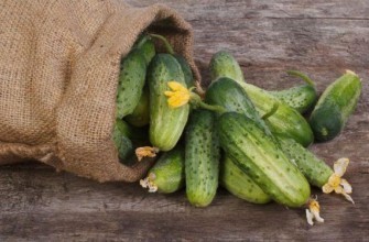 ถุงแตงกวา